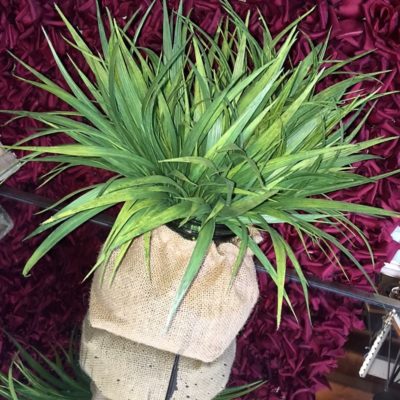 Hessian vase with green spikes