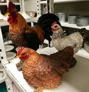 Chicken