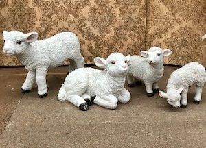 Lamb