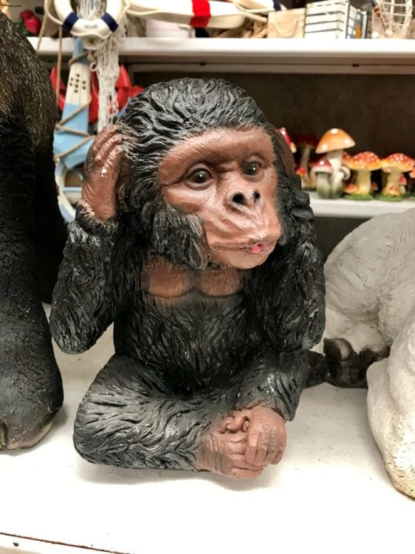 Monkey with hand on ear