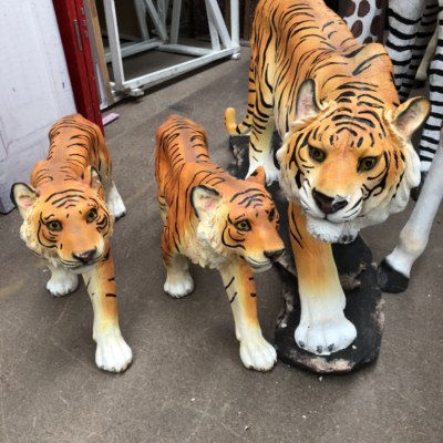 Large walking tiger