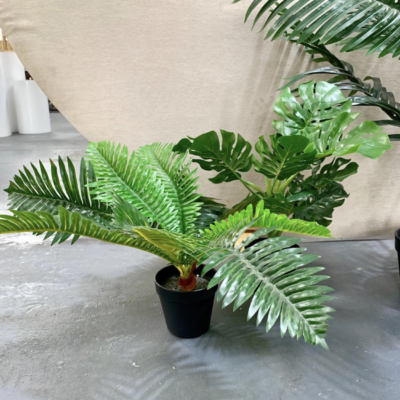 Small potted plant