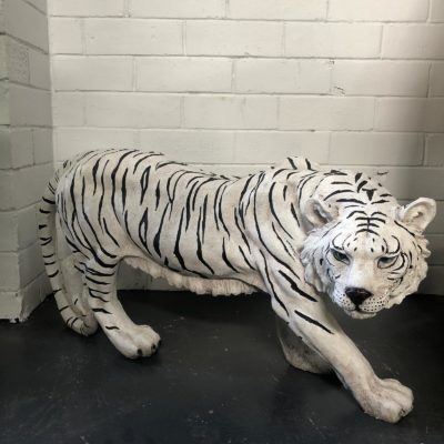 Medium white Siberian tiger