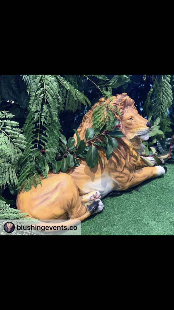Laying lion
