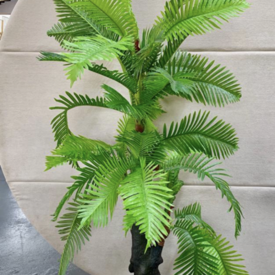 Large palm tree