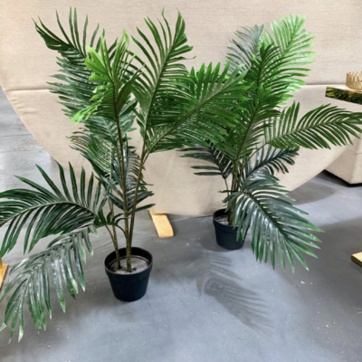 Medium potted plant