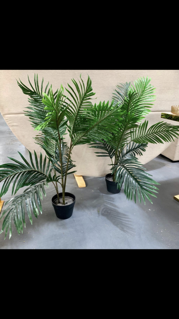 Medium potted plant