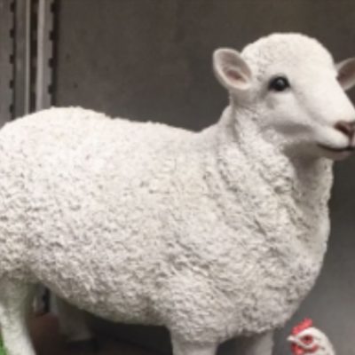 Sheep
