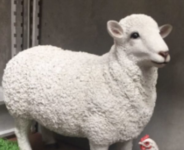 Sheep